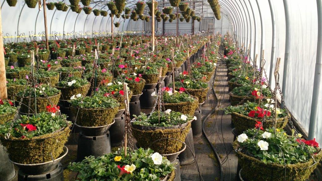 Rows of potted 花篮子 in greenhouse