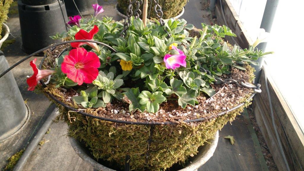 Moss lining filled with flowers set inside wire flower basket frame