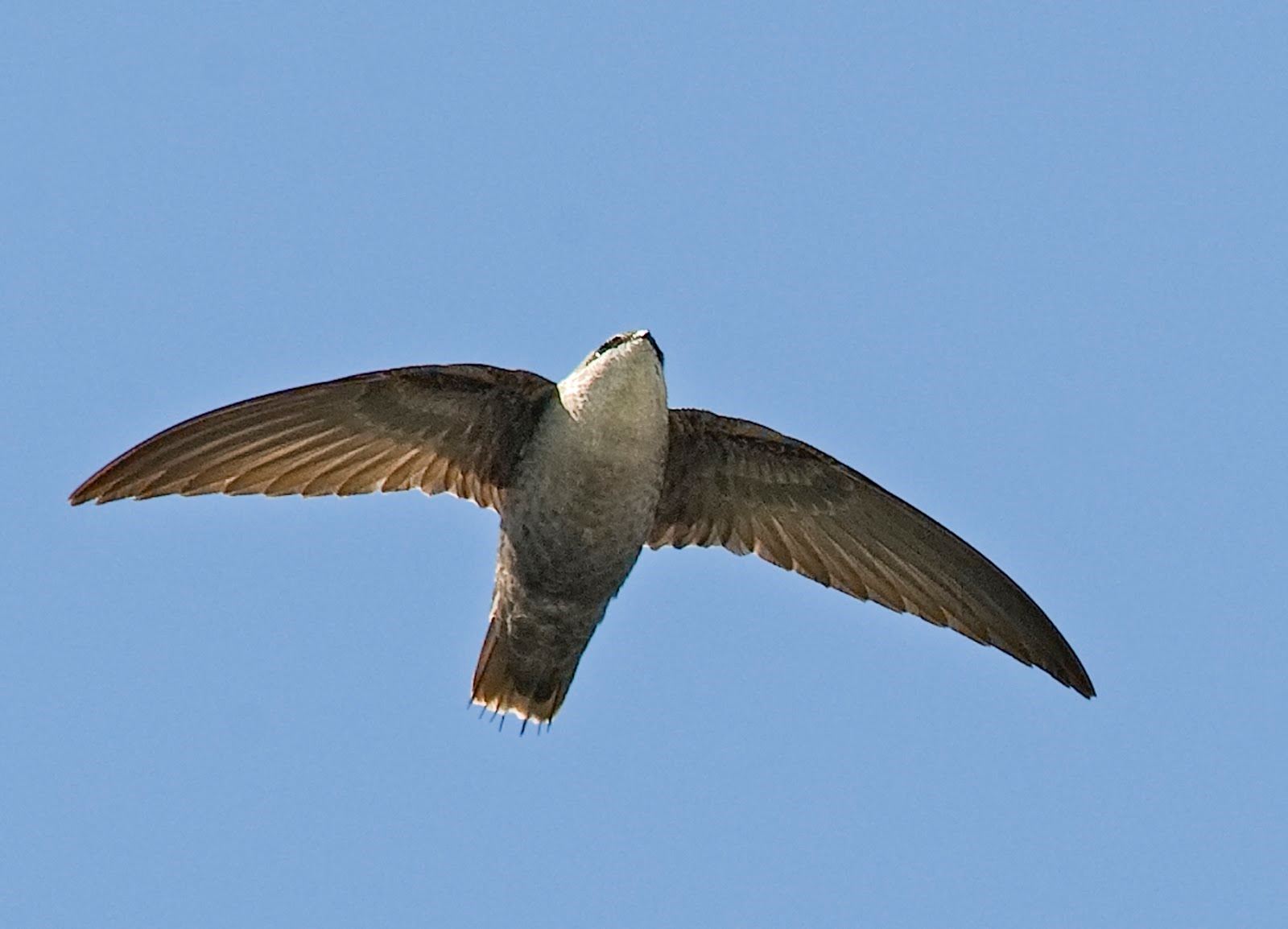 Chimney Swift