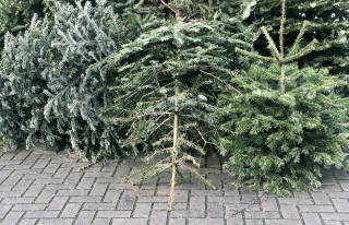 Group of discarded Christmas trees